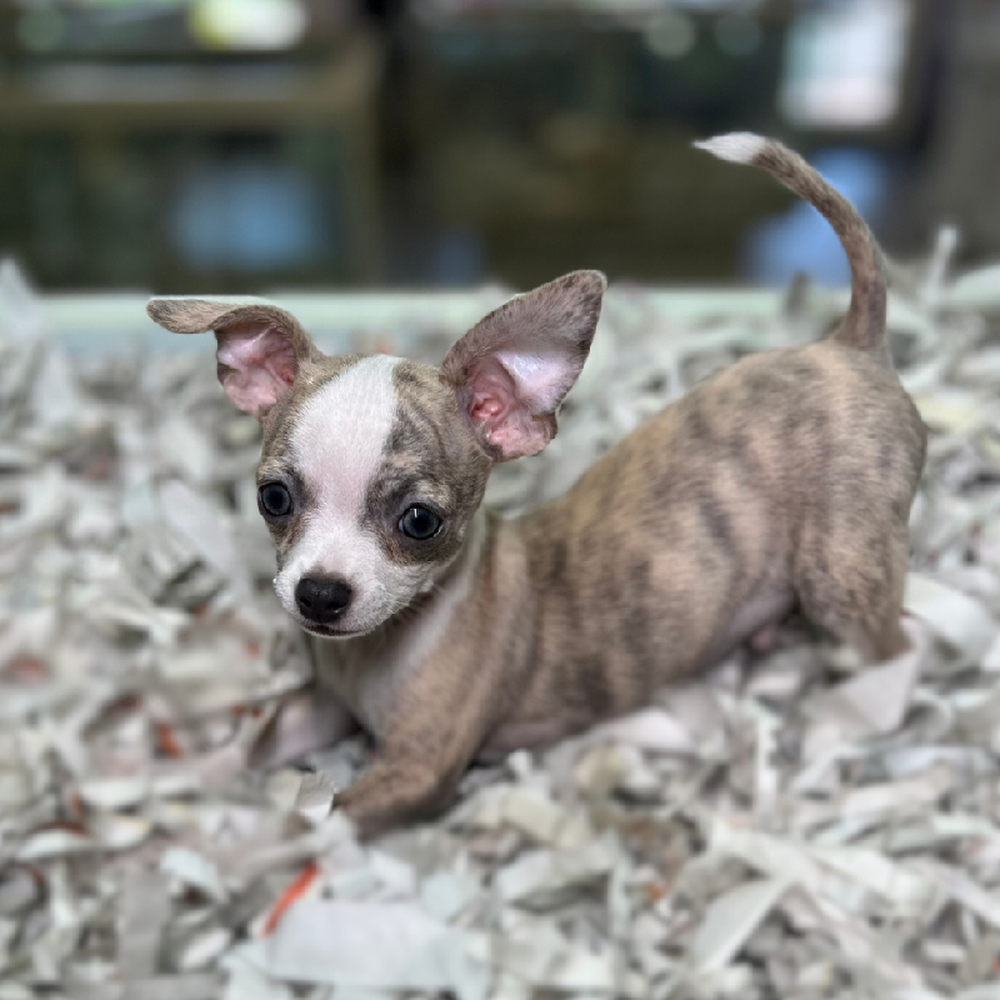 carousel pet images