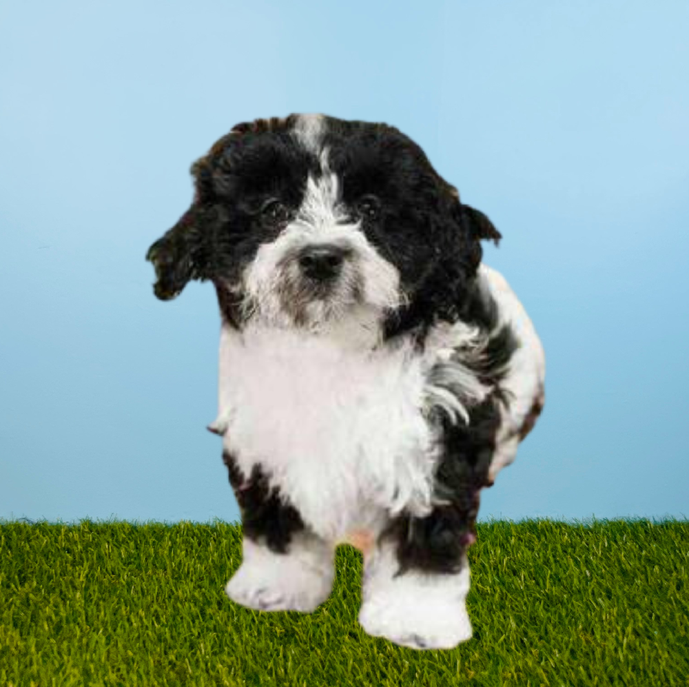 Male Maltipoo Puppy for Sale in Pasadena, TX