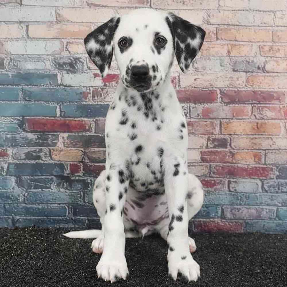 pet breed image