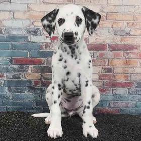 Dalmatian
