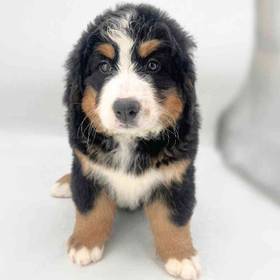 Bernese Mountain Dog
