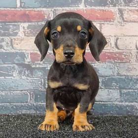 Dachshund