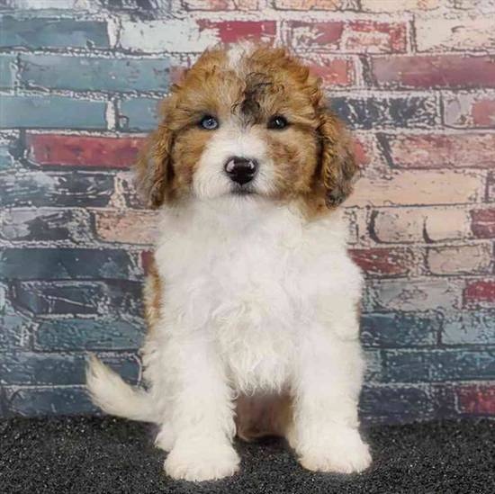 Bichapoo