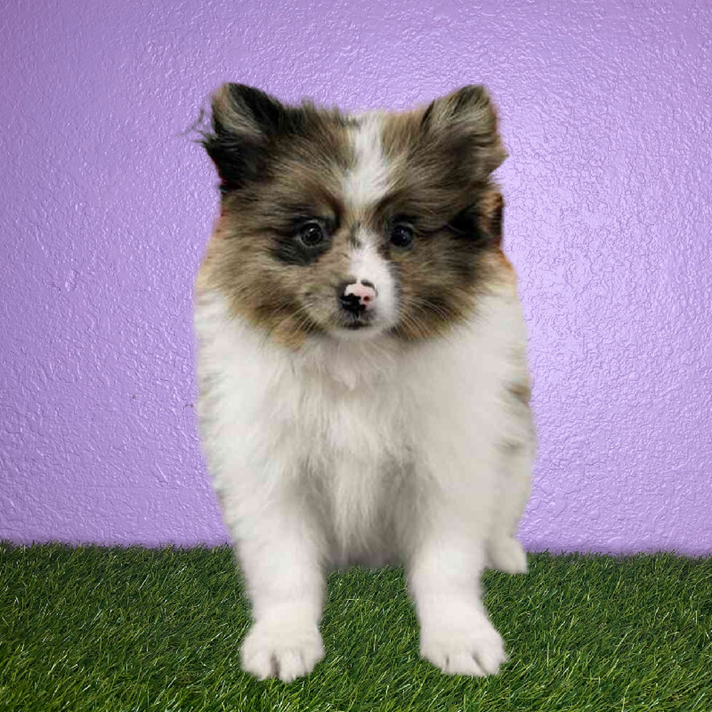 Male Pomeranian Puppy for Sale in New Braunfels, TX