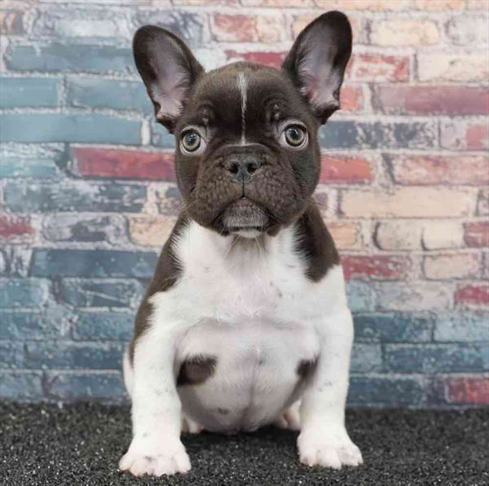 Image of a pet breed in the gallery