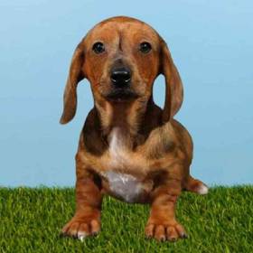 Dachshund