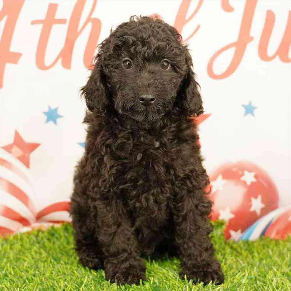 pet breed image