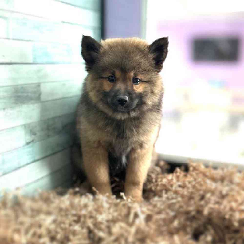 carousel pet images