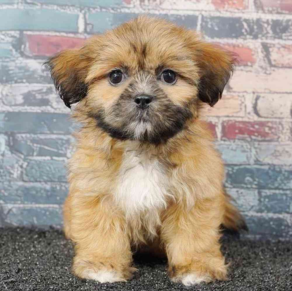 Image of a pet breed in the gallery