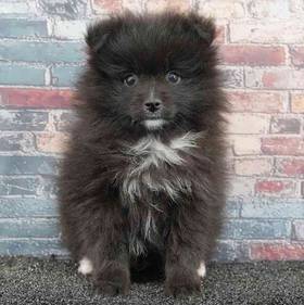 Pomeranian