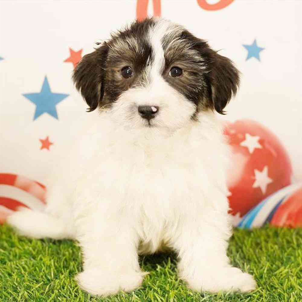 Image of a pet breed in the gallery