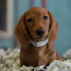 Dachshund