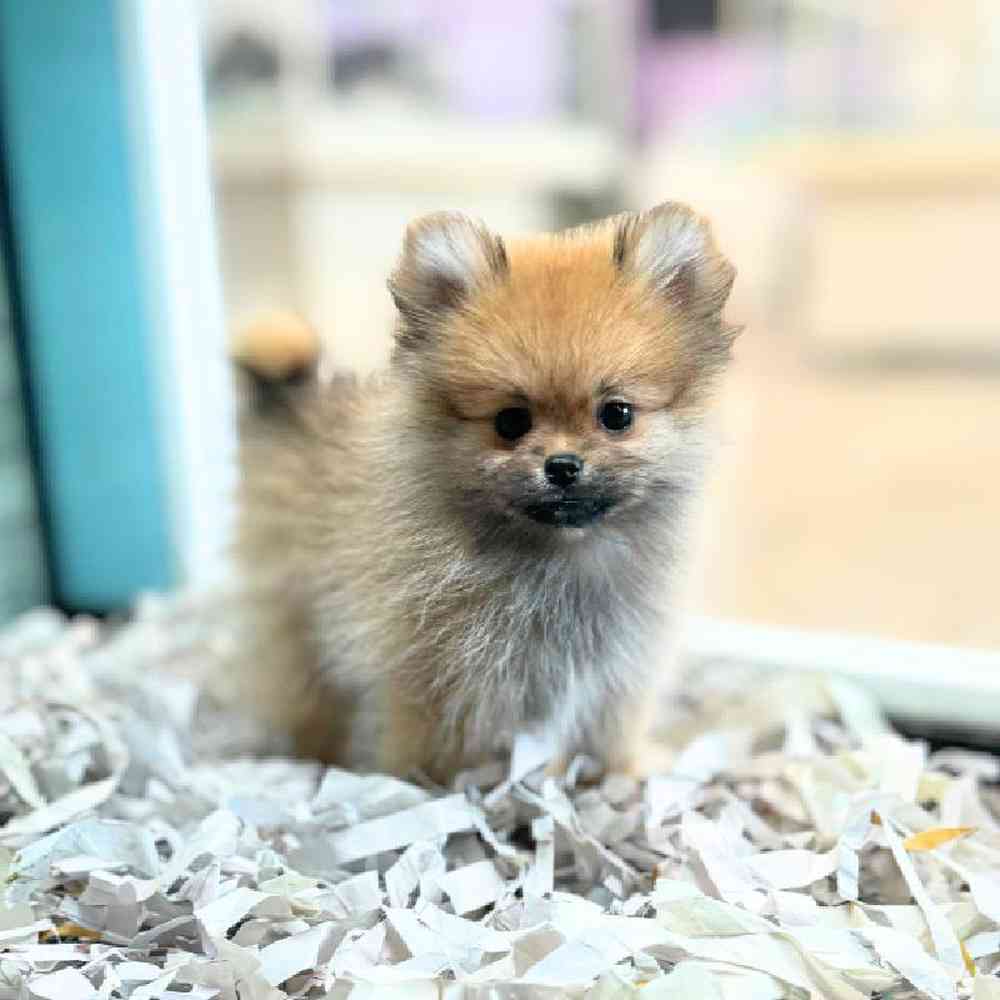 carousel pet images