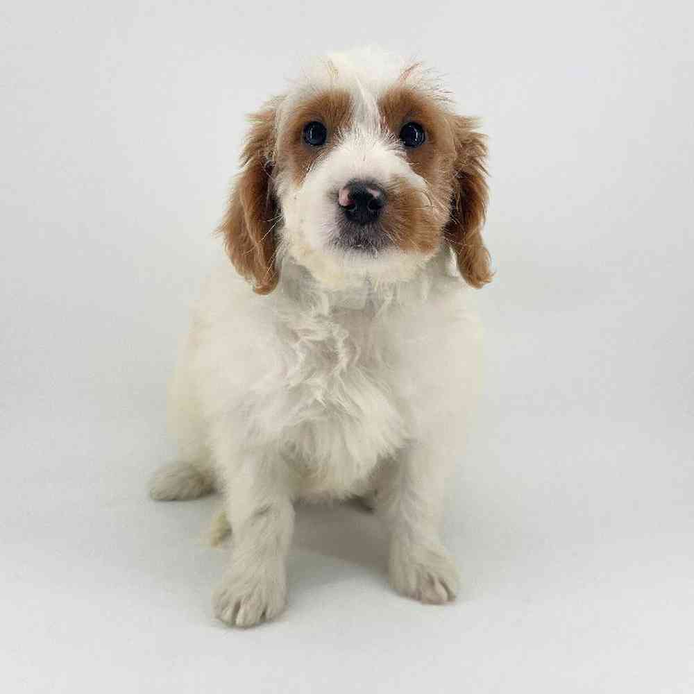 Image of a pet breed in the gallery