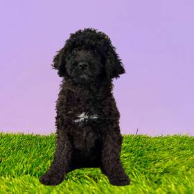 2nd Gen Standard Bernedoodle
