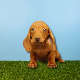 Dachshund