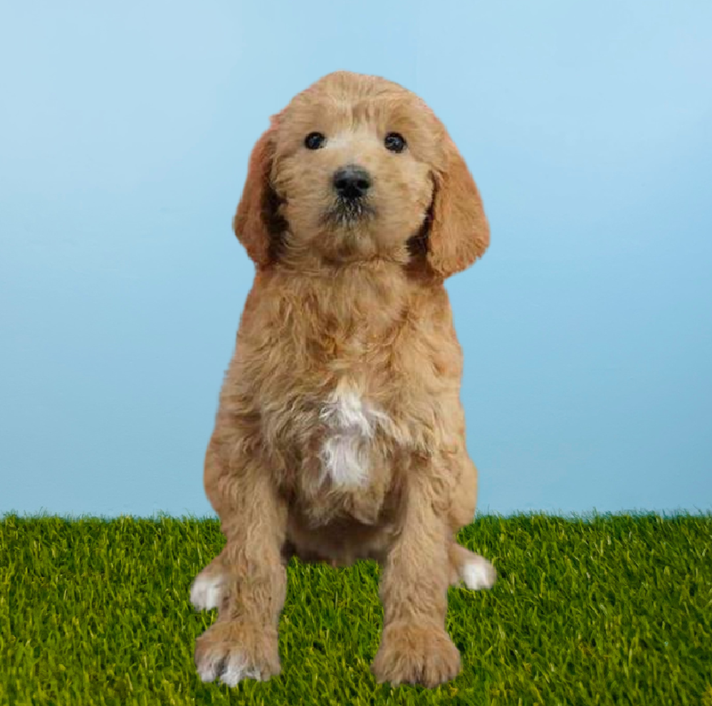 carousel pet images