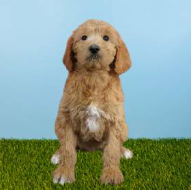 2nd Gen Standard Goldendoodle