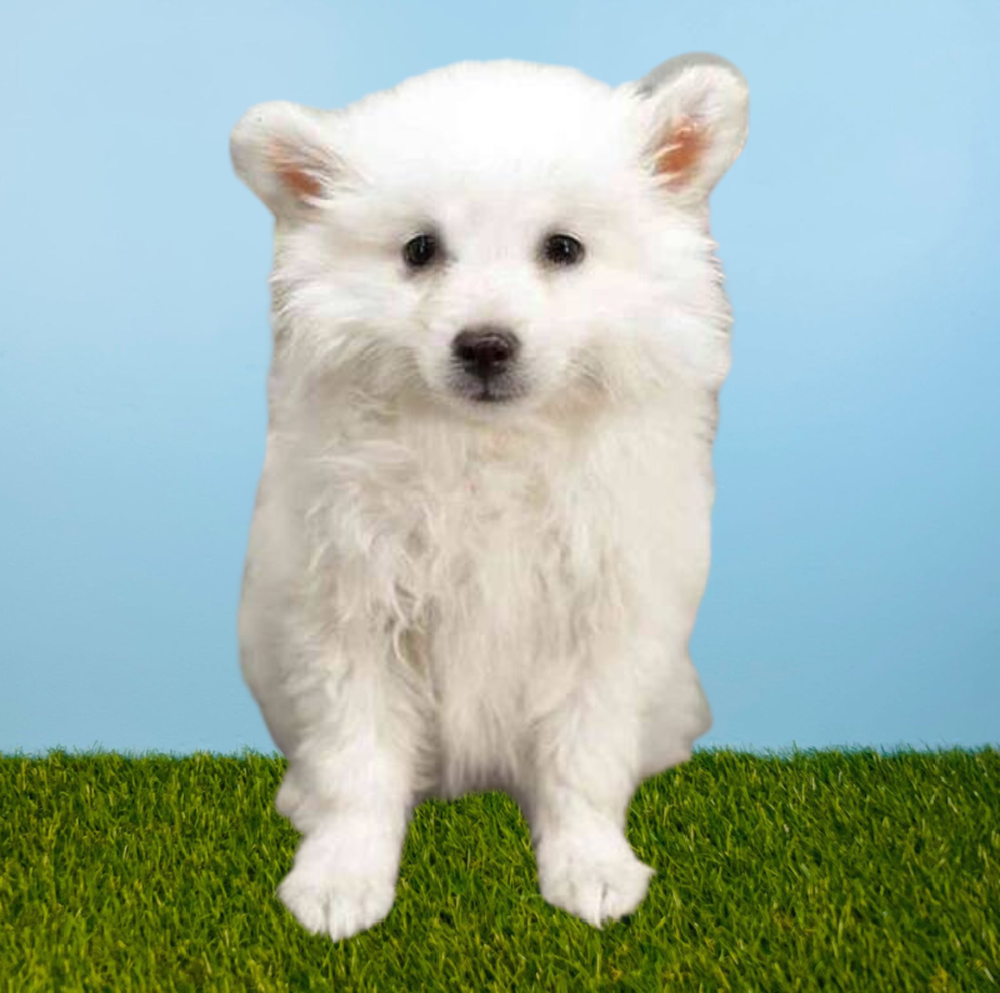 Male American Eskimo Puppy for Sale in Tolleson, AZ
