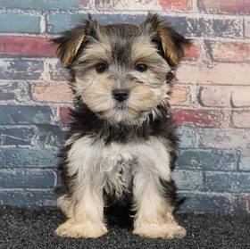 Morkie