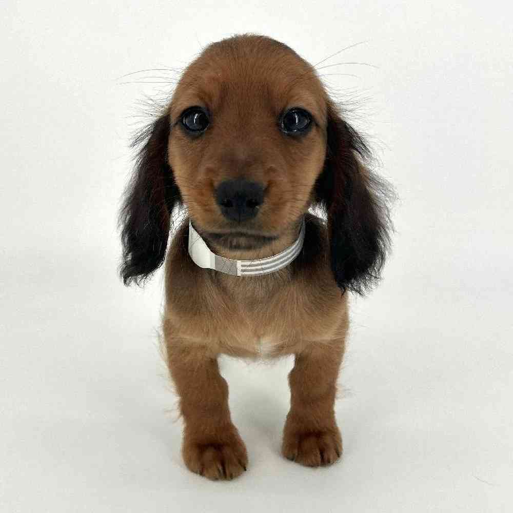 Male Dachshund Puppy for Sale in Tolleson, AZ