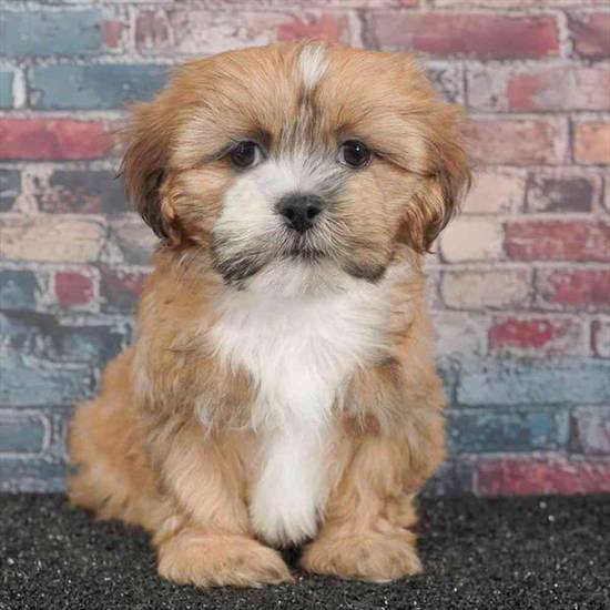 Lhasa Apso