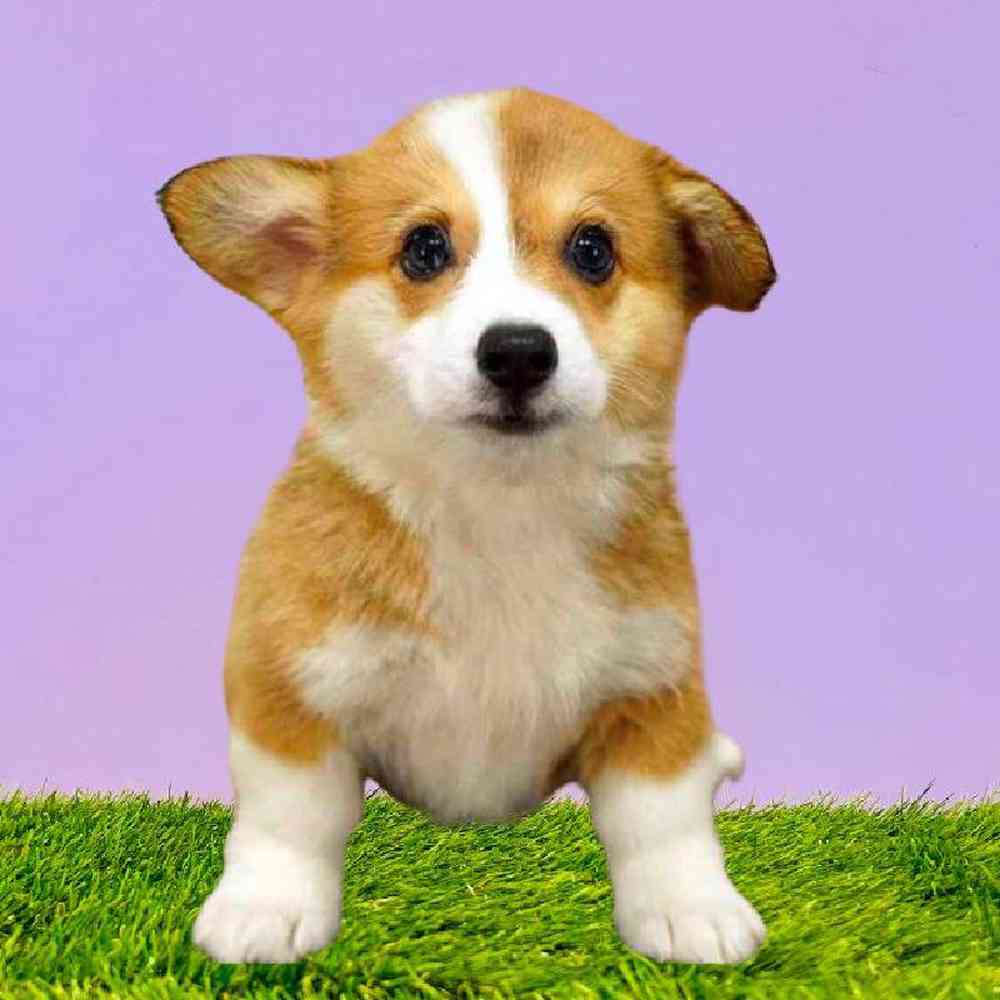Female Pembroke Welsh Corgi Puppy for Sale in Puyallup, WA