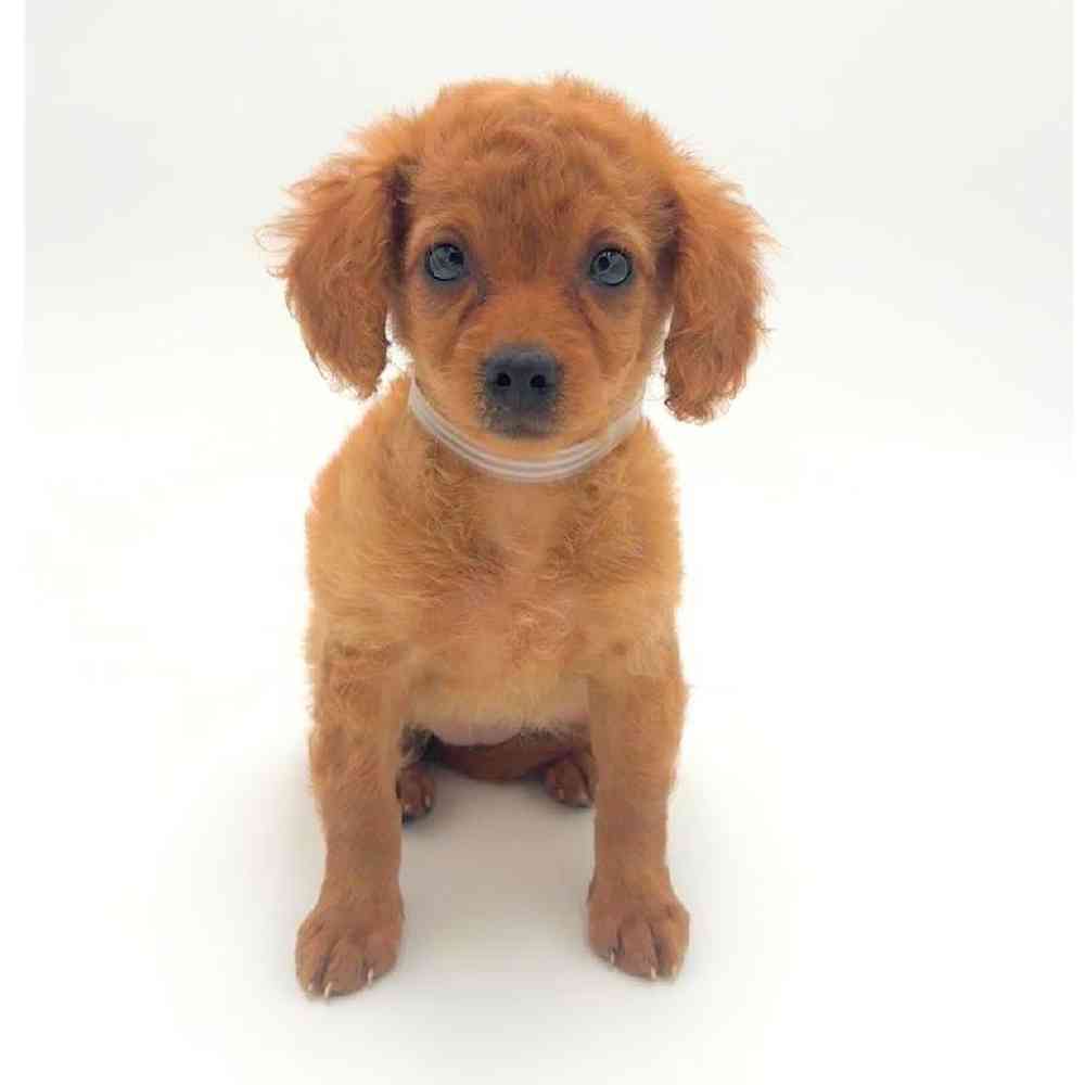 pet breed image
