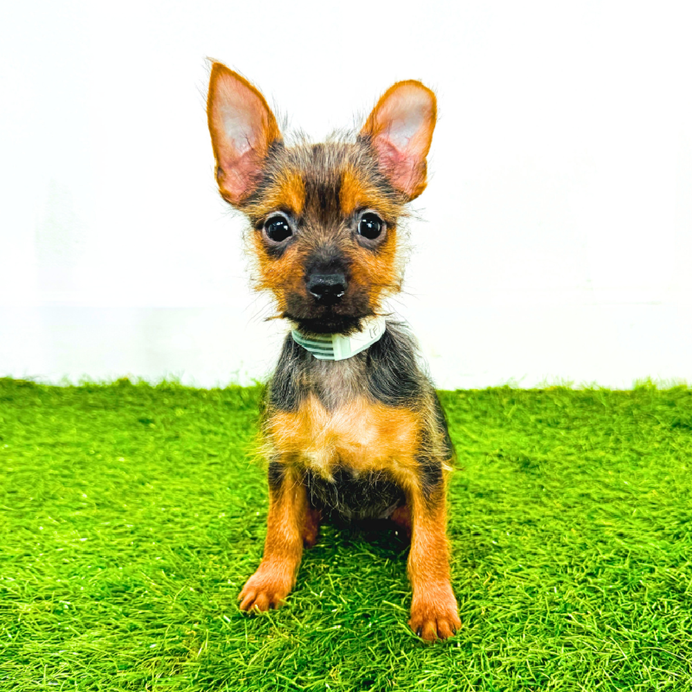Image of a pet breed in the gallery