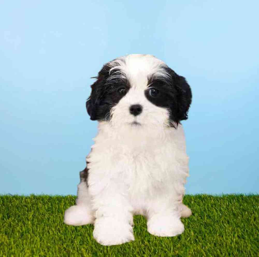 carousel pet images