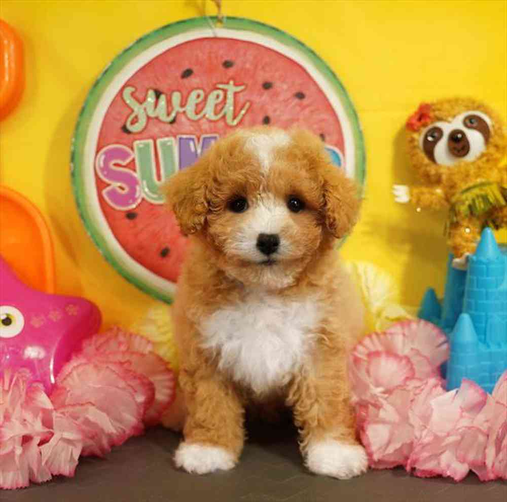 carousel pet images