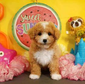 Bichapoo