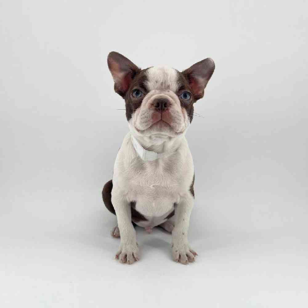 Image of a pet breed in the gallery