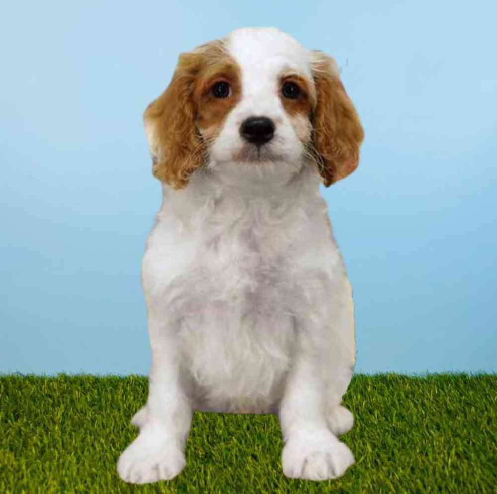 carousel pet images