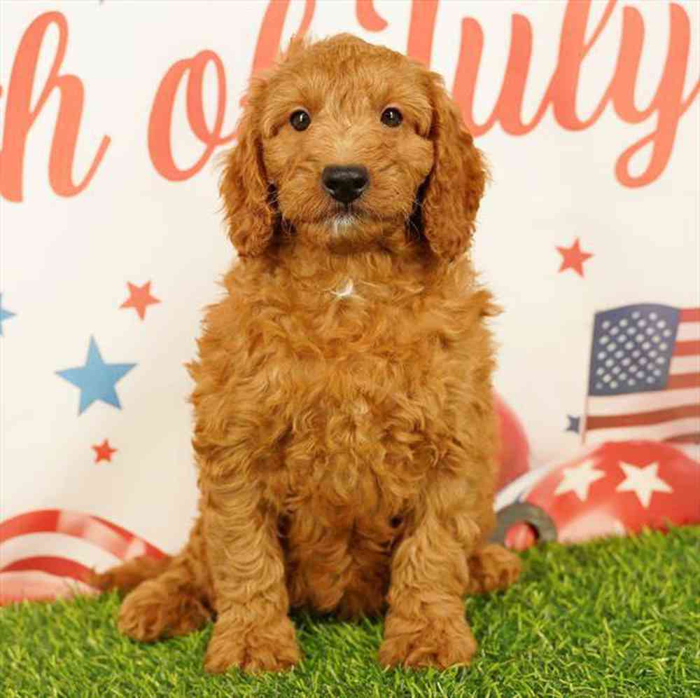 Image of a pet breed in the gallery
