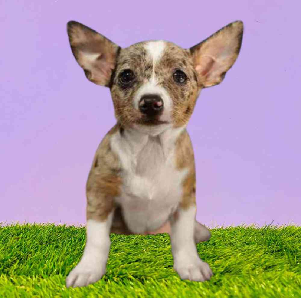 Male Chihuahua Puppy for Sale in Puyallup, WA