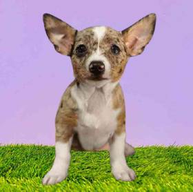 Chihuahua