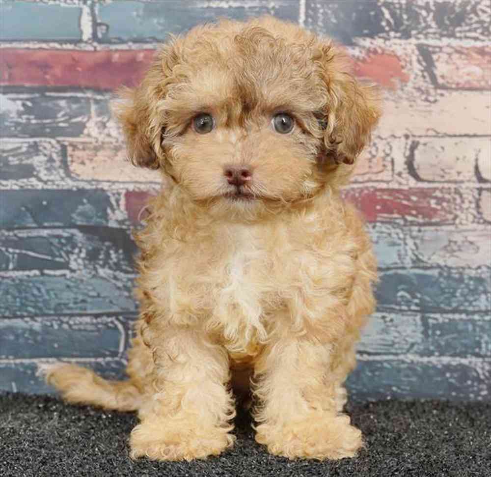 Image of a pet breed in the gallery