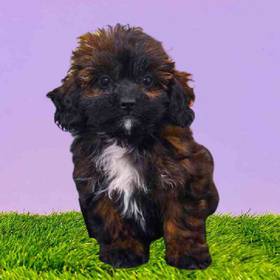 TeddiPoo