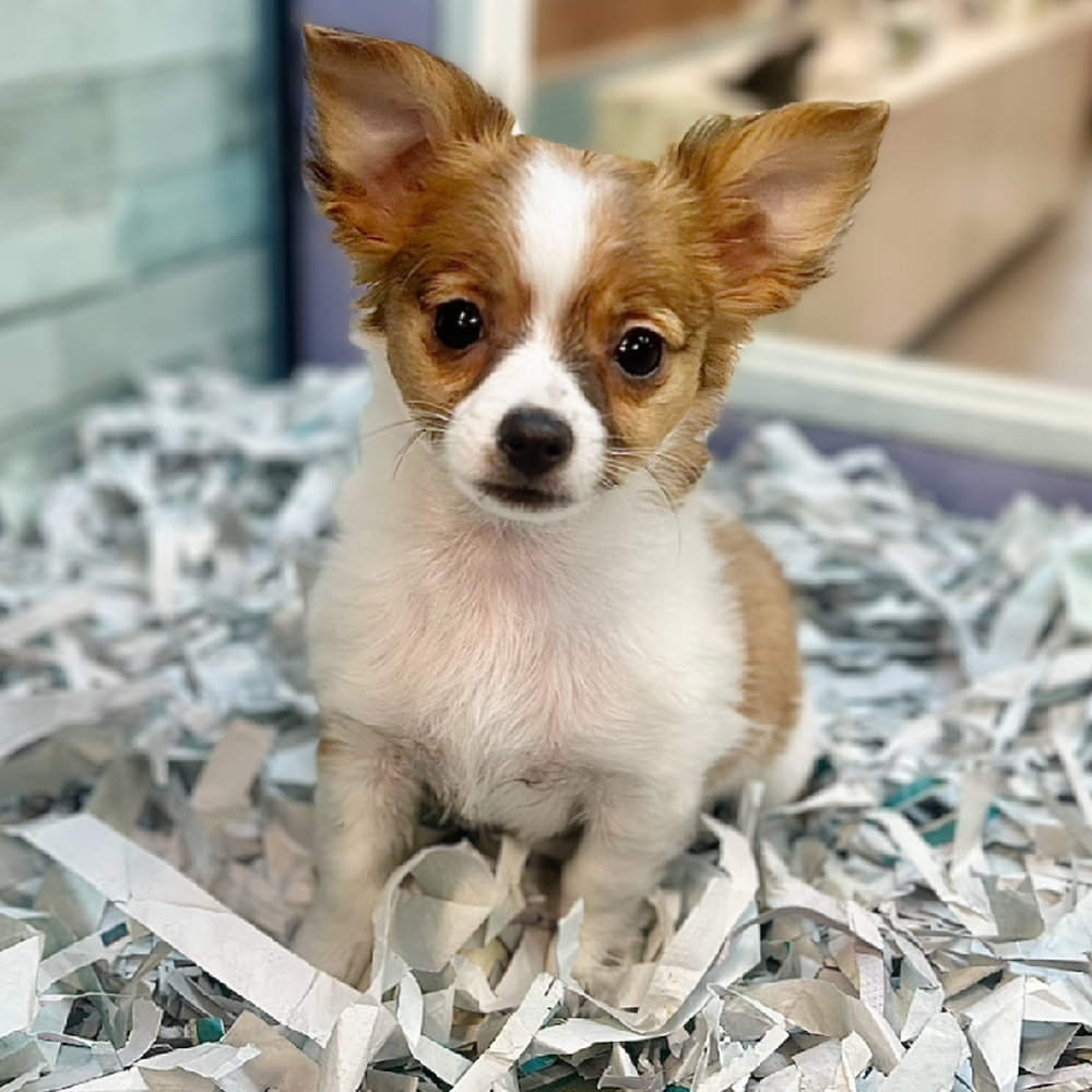 carousel pet images