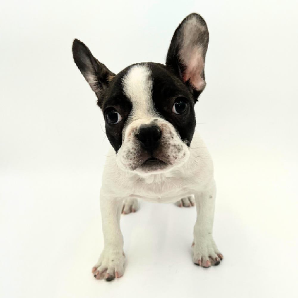 carousel pet images