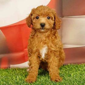 Cavapoo