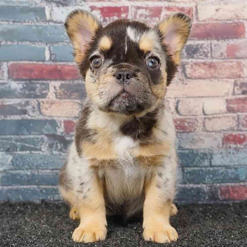 Image of a pet breed in the gallery