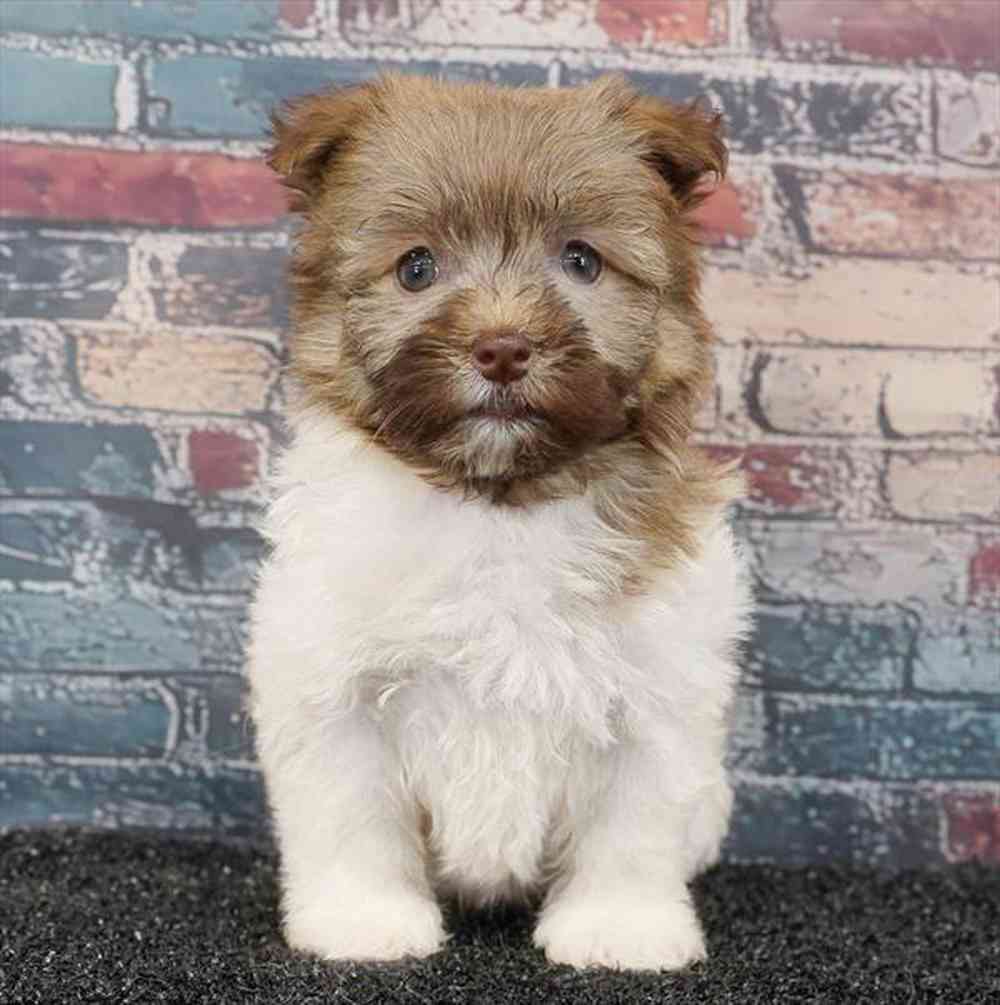 pet breed image