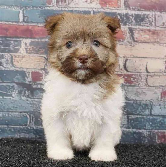 Havanese