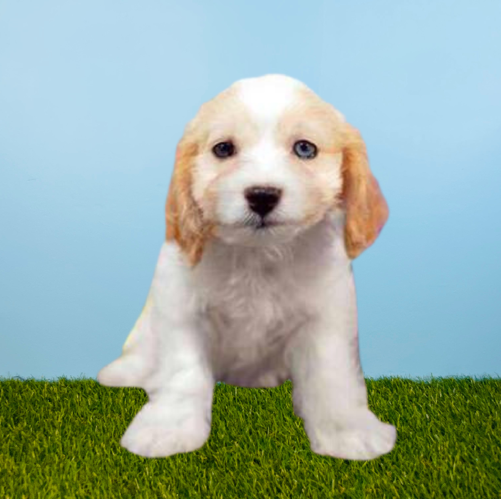 Female Cavachon Puppy for Sale in Pasadena, TX