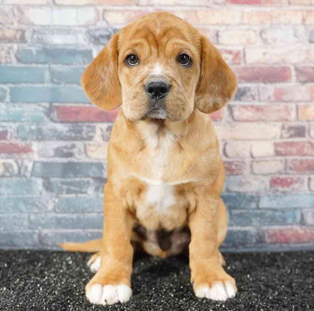 carousel pet images