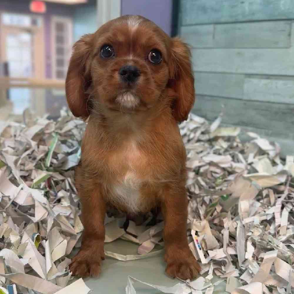 pet breed image