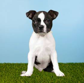 Boston Terrier