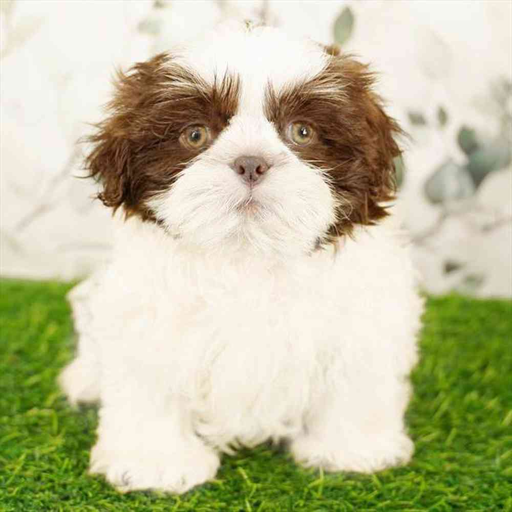 pet breed image